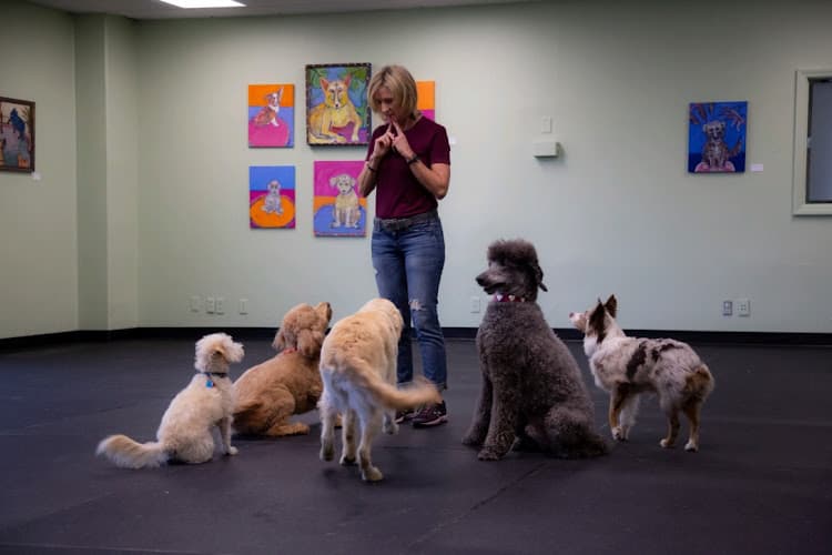 Dog day care center Canine Learning Centers Carlsbad