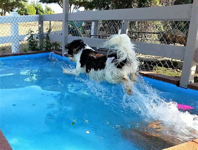 Dog day care center Canine Solutions Temecula