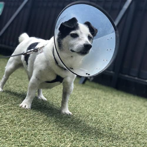 Dog day care center Canine To Five San Diego