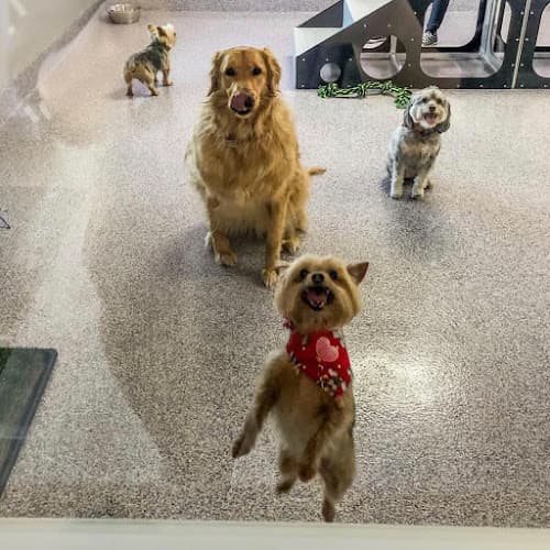 Dog day care center Canyon Canines Murrieta