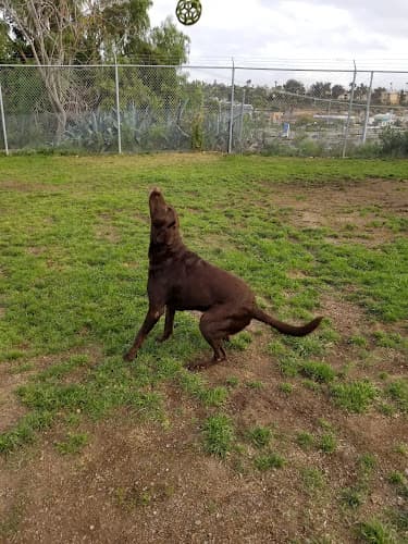 Dog day care center Cape-Able Canines El Cajon
