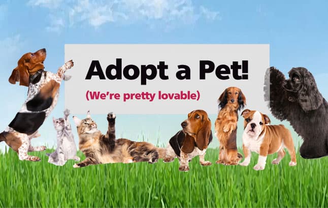 Dog day care center Caring Hands Pet Clinic Santa Maria