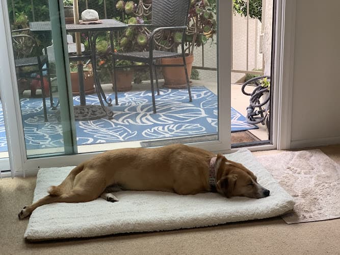 Dog day care center CARL's Pet Care Center Simi Valley