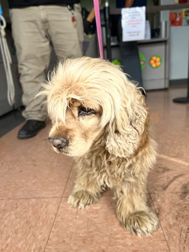Dog day care center Carson Animal Shelter Carson
