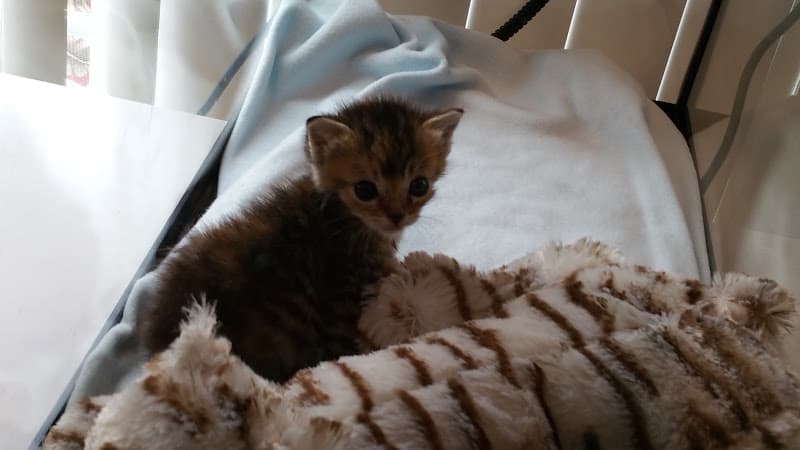 Dog day care center Casitas Hotel For Cats Glendale