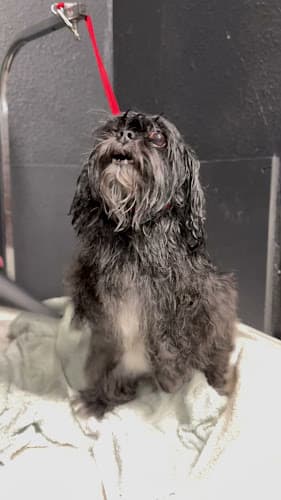 Dog day care center Cat & Doggie Works El Cajon