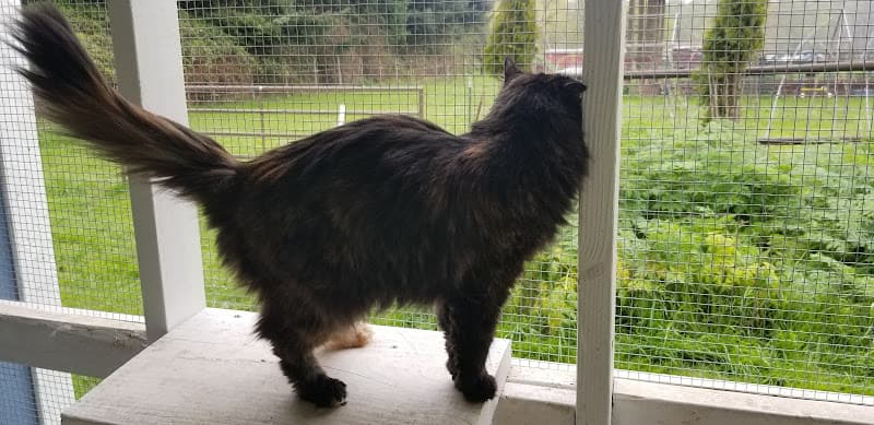 Dog day care center Catmandu Retreat Eugene