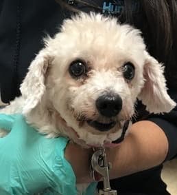 Dog day care center Ce Ce Belle Pet Hotel Oceanside