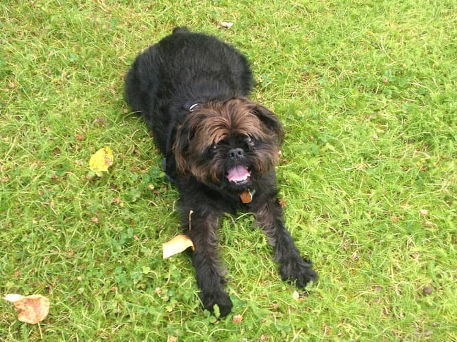 Dog day care center Cedar River Animal Hospital Renton