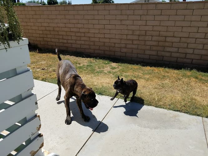 Dog day care center Centennial Animal Hospital Corona