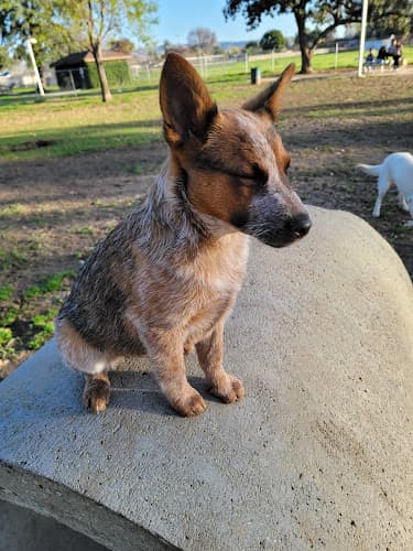 Dog day care center Central Bark Dog Park West Covina