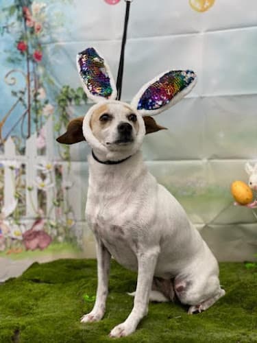 Dog day care center Central Bark Pet Spa & Boutique Fresno