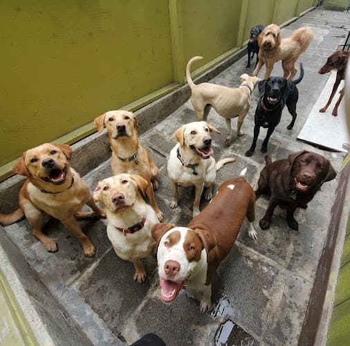 Dog day care center Central Bark Seattle