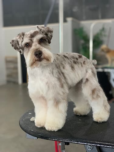 Dog day care center Central Barks Salinas