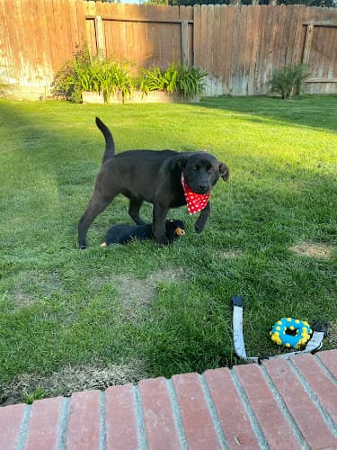 Dog day care center Chantell's All Breed Animal Grooming Bakersfield
