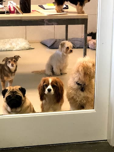 Dog day care center Chateau Marmutt Inglewood