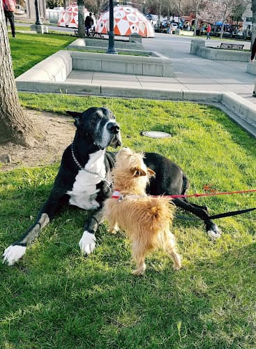 Dog day care center Chico Animal Hospital Chico