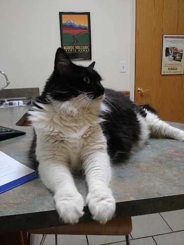 Dog day care center Chico Hospital for Cats Chico