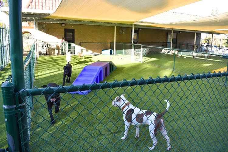 Dog day care center Chino Hills Animal Hospital & Pet Resort San Bernardino