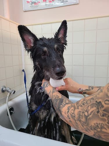 Dog day care center Chris' K-9 Clippery Santa Clarita