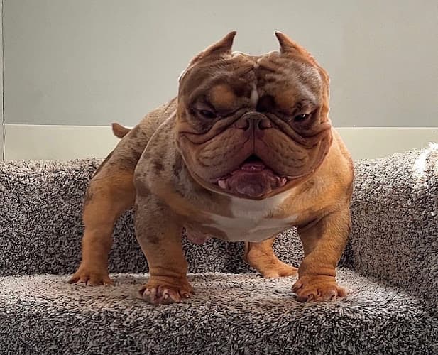 Dog day care center Chunline Exotic Bulldogs Redding