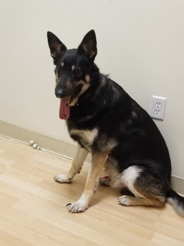 Dog day care center Cinema Veterinary Centre Santa Clarita