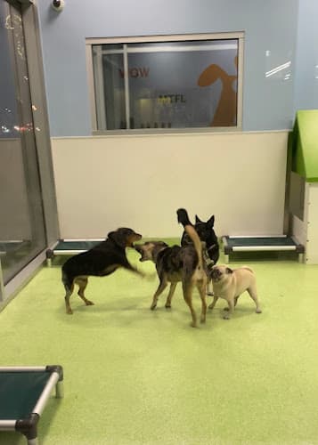 Dog day care center Citydog! Club Los Angeles