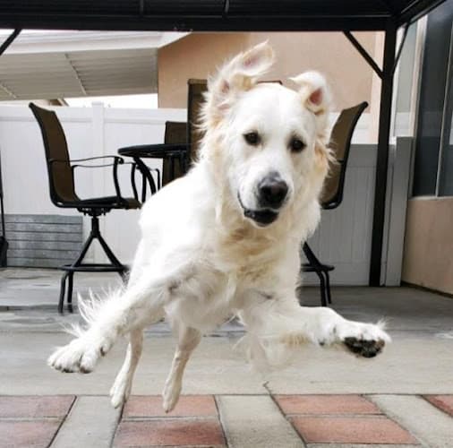 Dog day care center Cj's Pet Staycation Carson