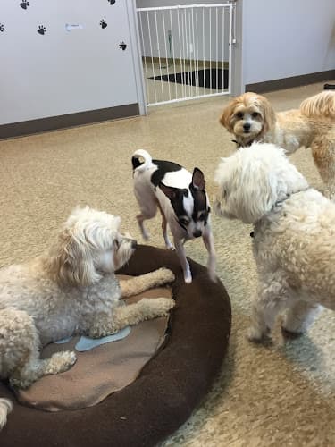 Dog day care center CK9 Pet Salon & Daycare Eugene