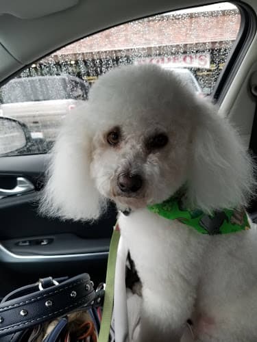 Dog day care center Classy K-9 Clips Oceanside