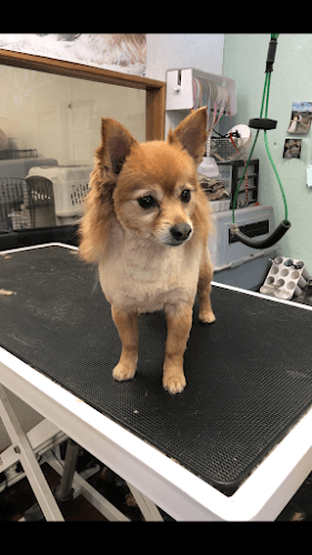 Dog day care center Claudia's Top Dog Grooming Redding