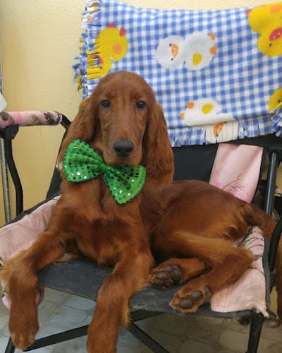 Dog day care center Claws-N-Paws Salem