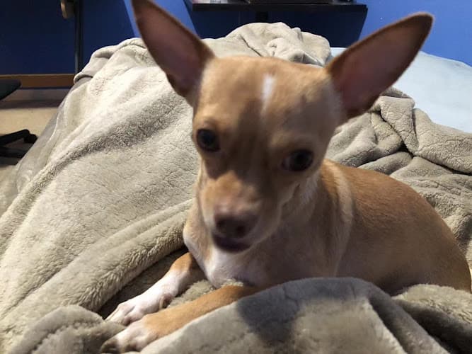 Dog day care center Clovis Animal Receiving & Care Center Clovis