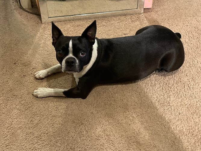 Dog day care center Clovis Pet Hospital Clovis