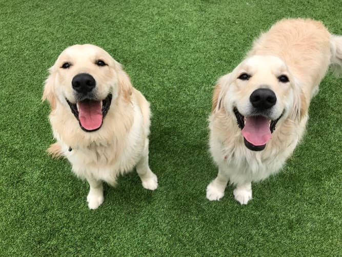 Dog day care center Club K9 Santa Clara