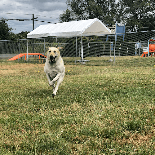 Dog day care center CMK Pet Hotel & Daycare(Cooper Mountain Kennel) Hillsboro