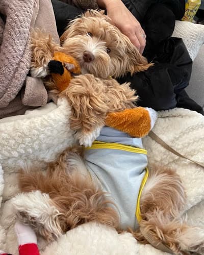 Dog day care center Coastal Animal Hospital Carlsbad