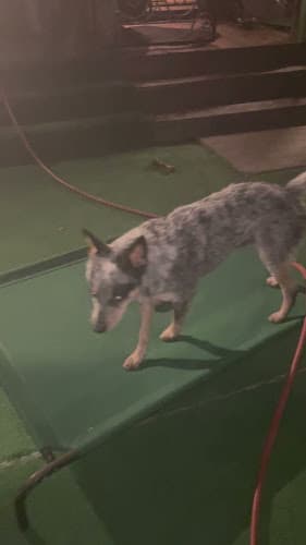 Dog day care center Coastal Canine Chula Vista