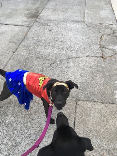 Dog day care center Codornices Veterinary Clinic Richmond