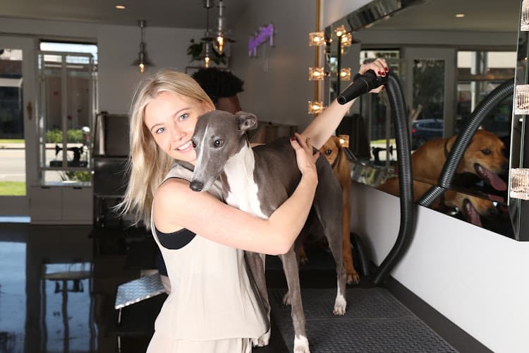 Dog day care center Collar & Comb, Luxury Grooming | Training | Daycare Los Angeles