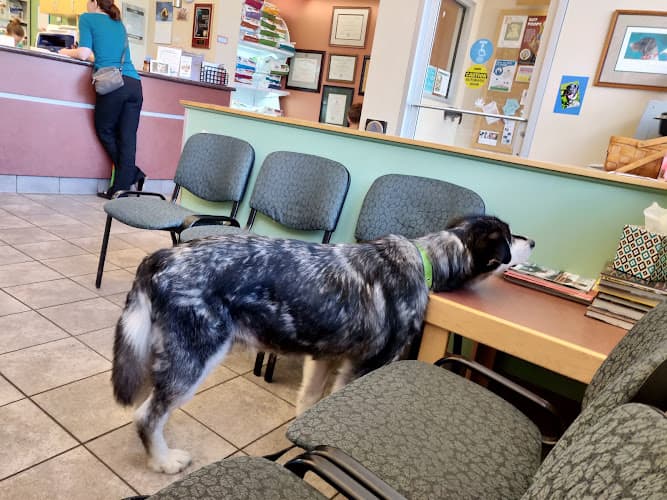 Dog day care center College Village Animal Clinic Anchorage