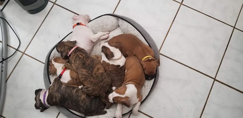 Dog day care center Collier Feed & Pet Supply Salinas