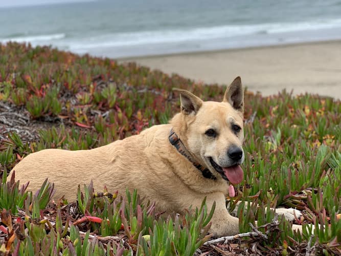 Dog day care center Colma Animal Hospital Daly City