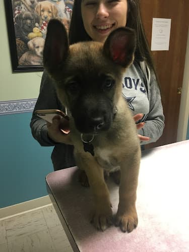 Dog day care center Community Animal Hospital Rialto