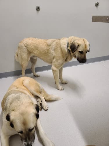 Dog day care center Community Pet Clinic Federal Way