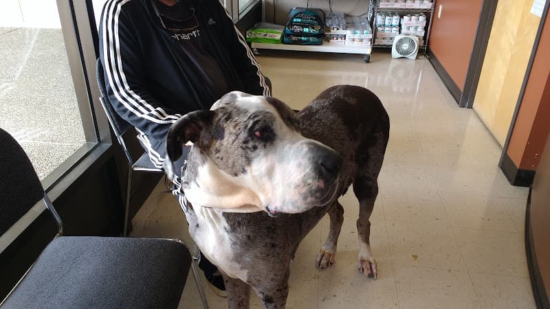 Dog day care center Companion Pet Clinic Gresham