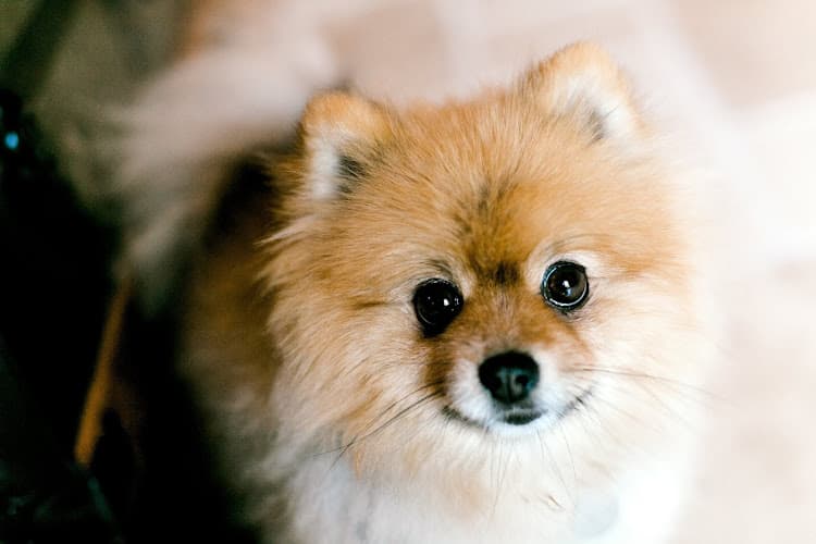 Dog day care center Companion Pet Clinic of Aloha Hillsboro