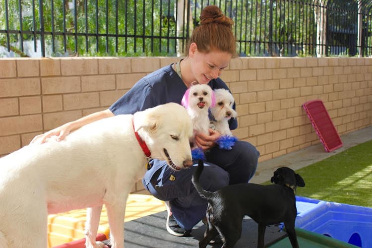 Dog day care center Conejo Valley Veterinary Hospital Simi Valley