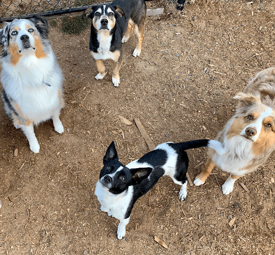 Dog day care center Cool Caninez Everett