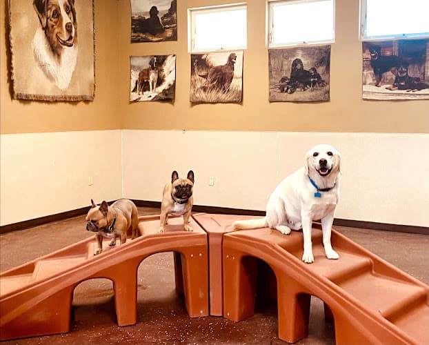 Dog day care center Cool Dog Ranch Carlsbad